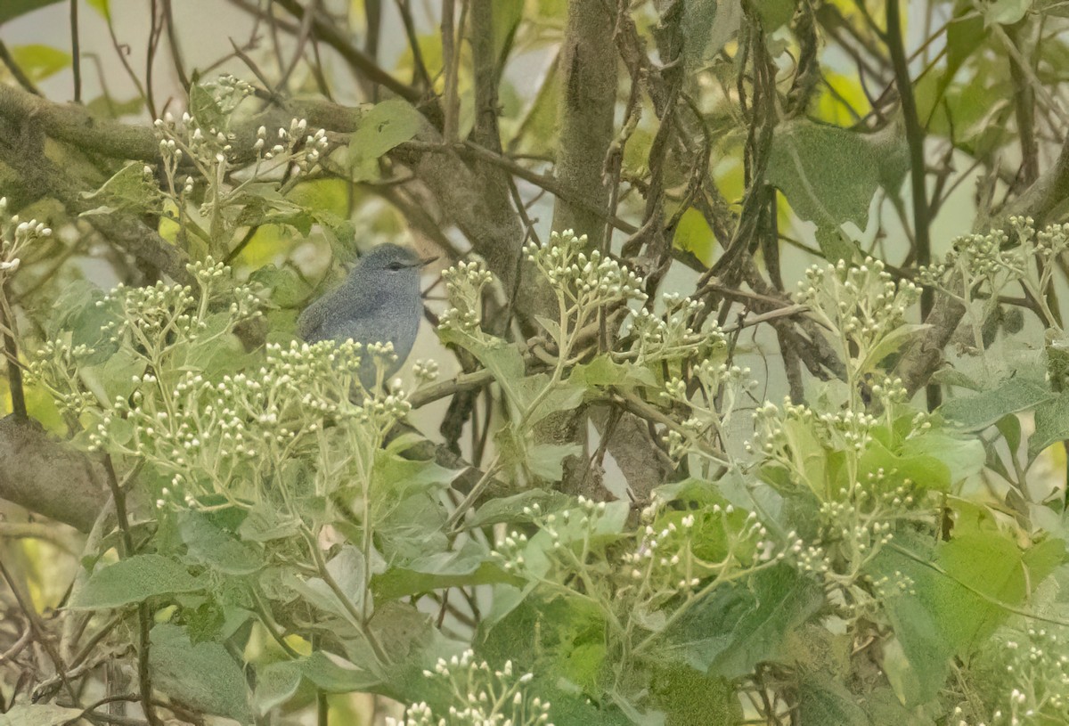 Gray-throated Tit-Flycatcher - ML623836251