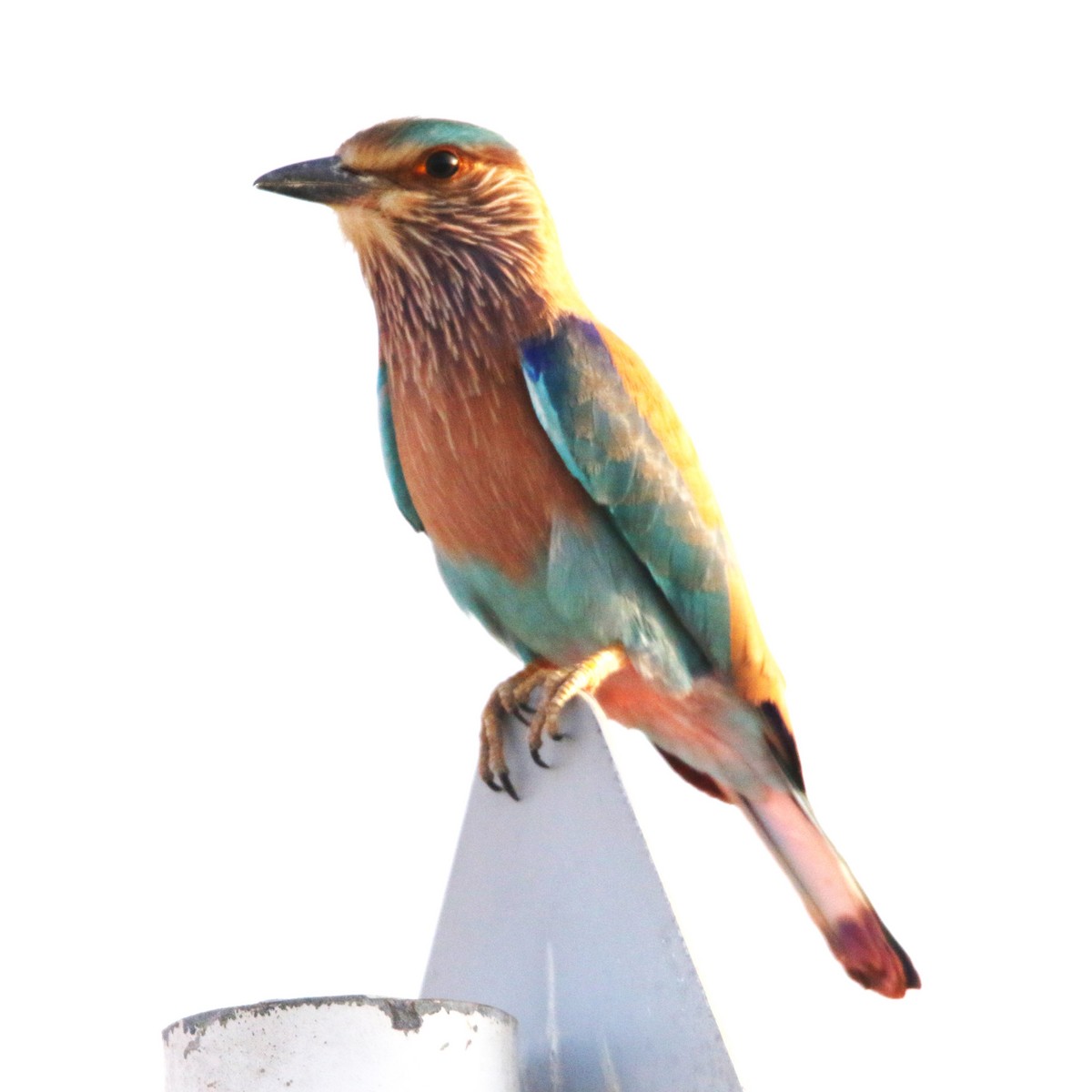 Indian Roller - ML623836255