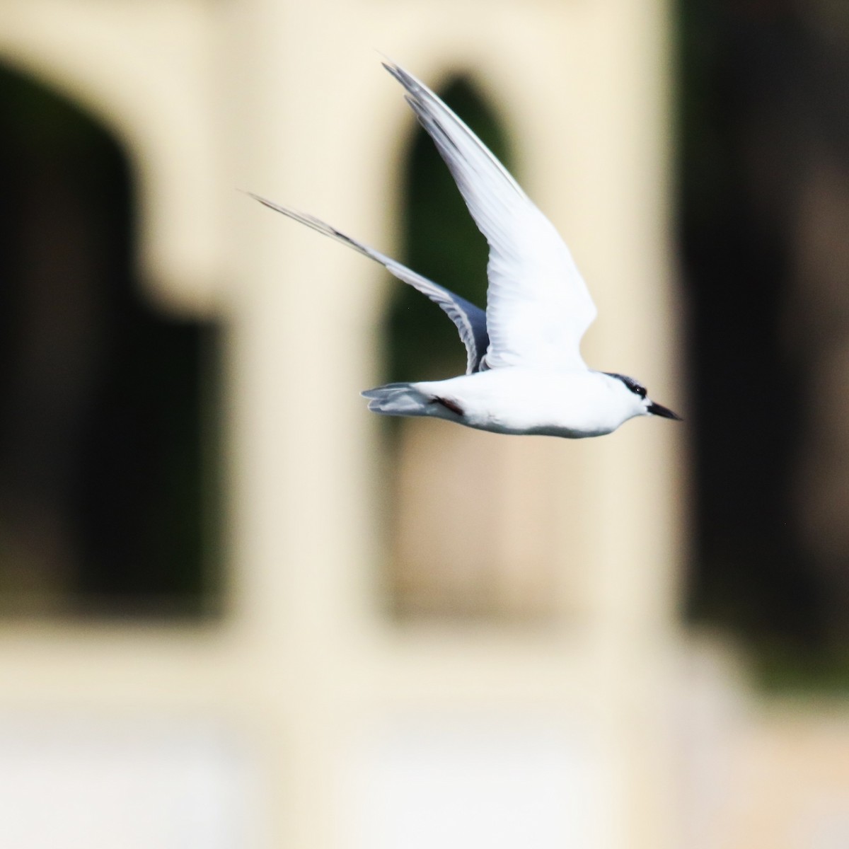 Whiskered Tern - Rik Vetter