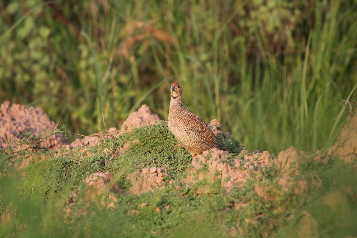 Francolin gris - ML623836369