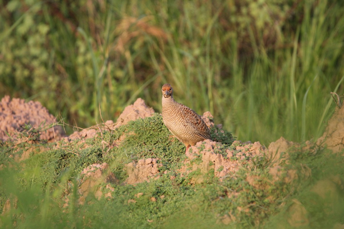 Francolin gris - ML623836370