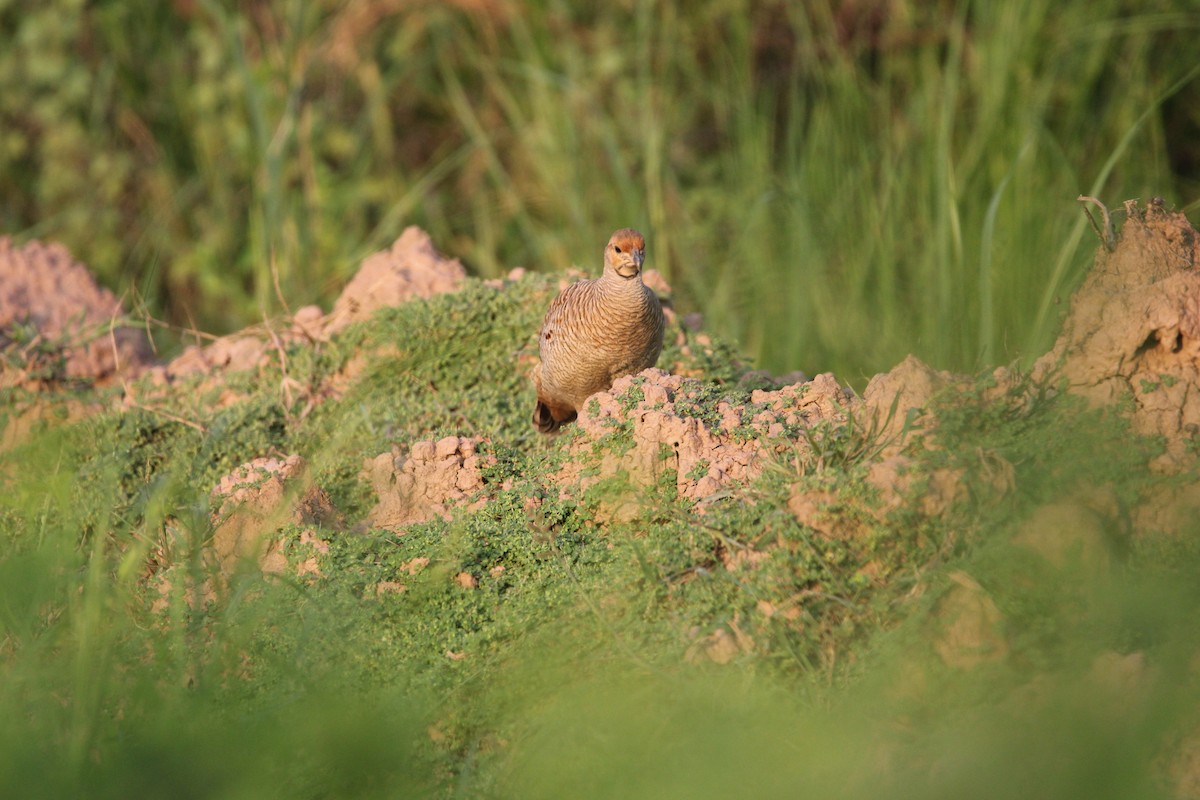 Gray Francolin - ML623836371