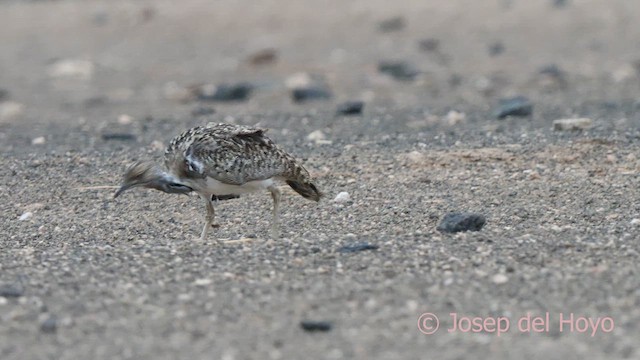 Houbara Bustard (Canary Is.) - ML623836372