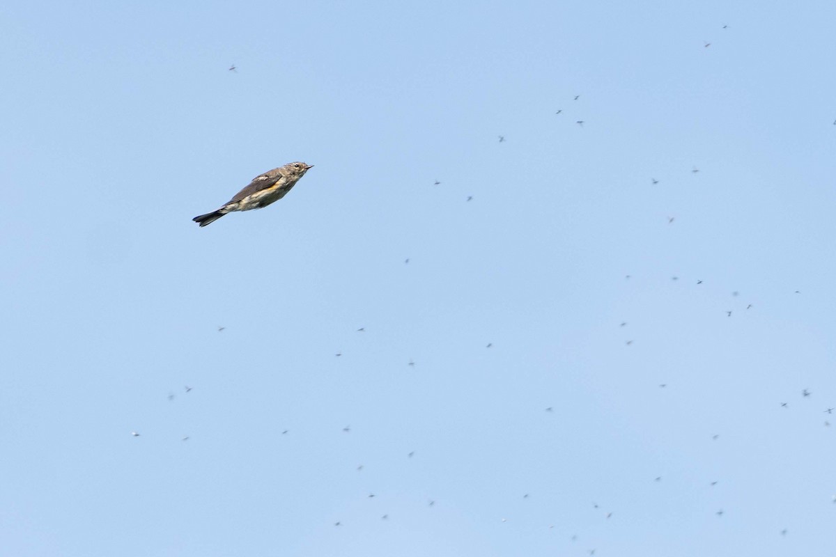 Yellow-rumped Warbler (Myrtle) - ML623836409