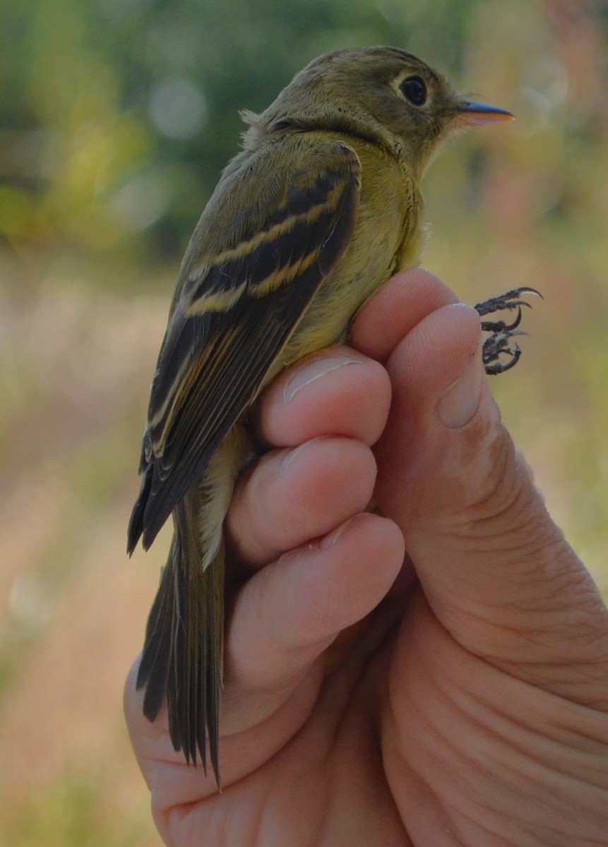 Western Flycatcher - ML623836419