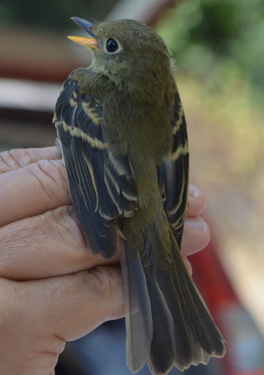 Western Flycatcher - Charles Taft