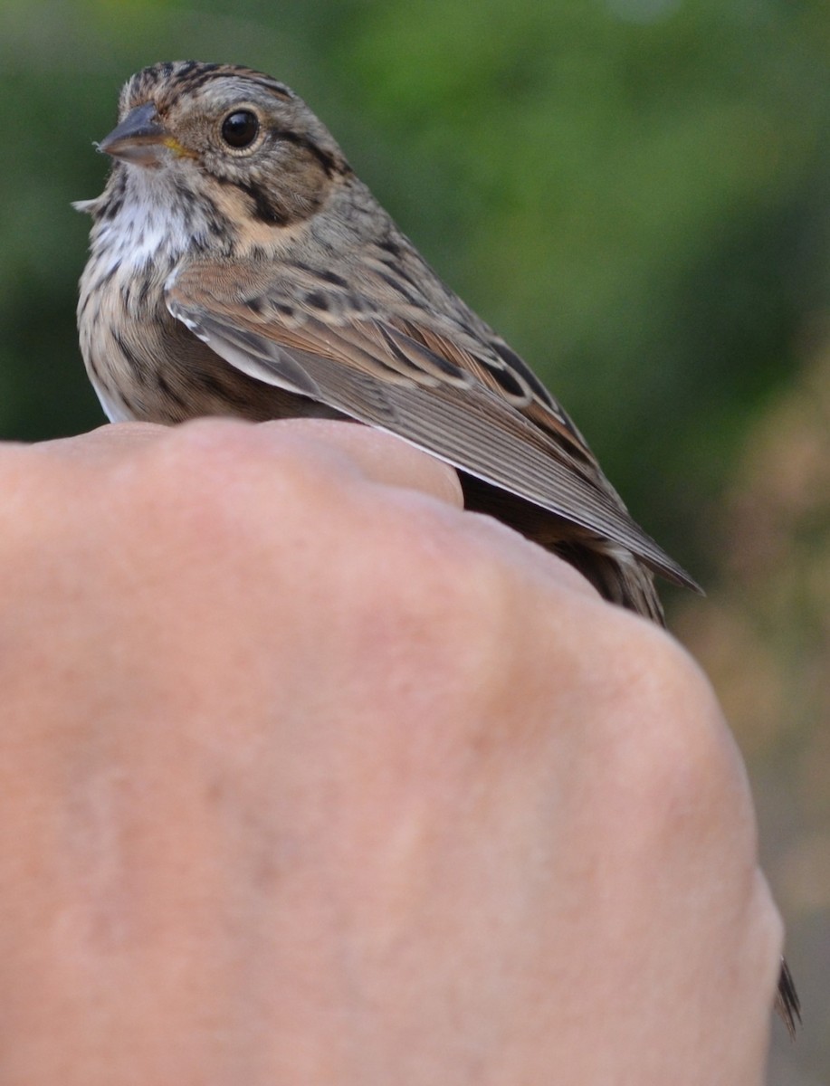 Lincoln's Sparrow - ML623836475