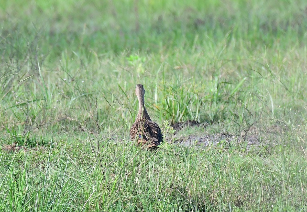 Mottled Duck - ML623836476