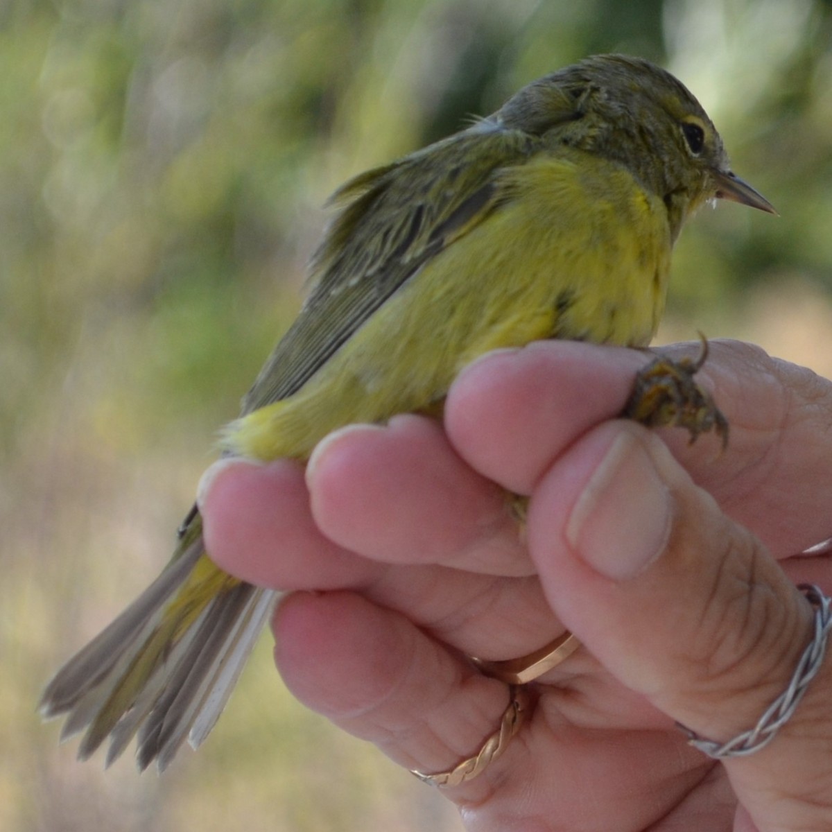 Orange-crowned Warbler - Charles Taft