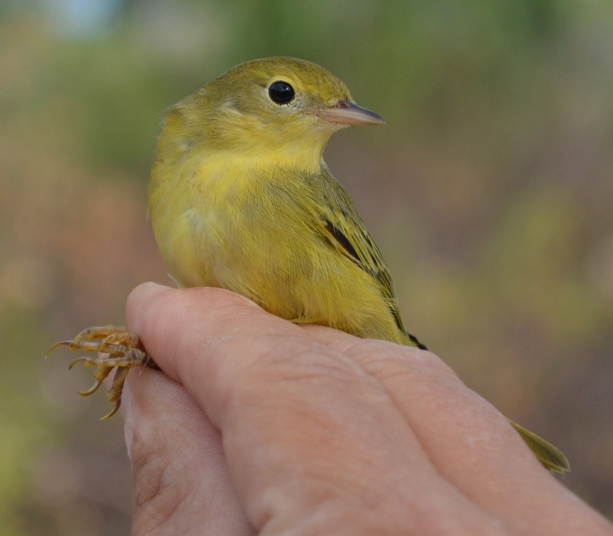 Paruline jaune - ML623836519