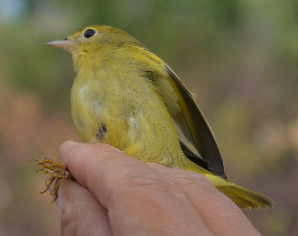 Paruline jaune - ML623836522