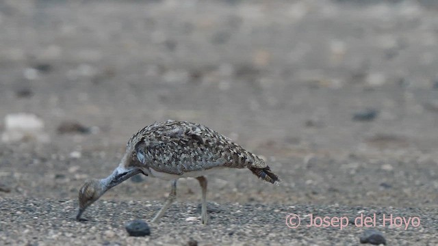 Houbara Bustard (Canary Is.) - ML623836551