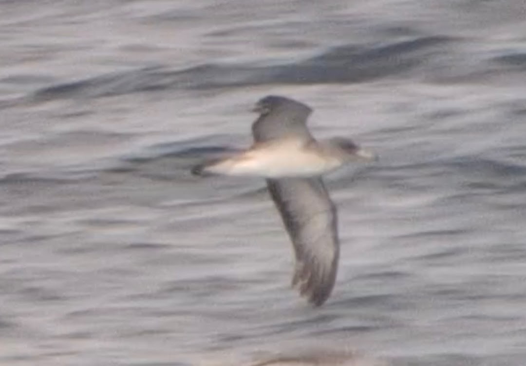 Cory's Shearwater (Scopoli's) - ML623836598