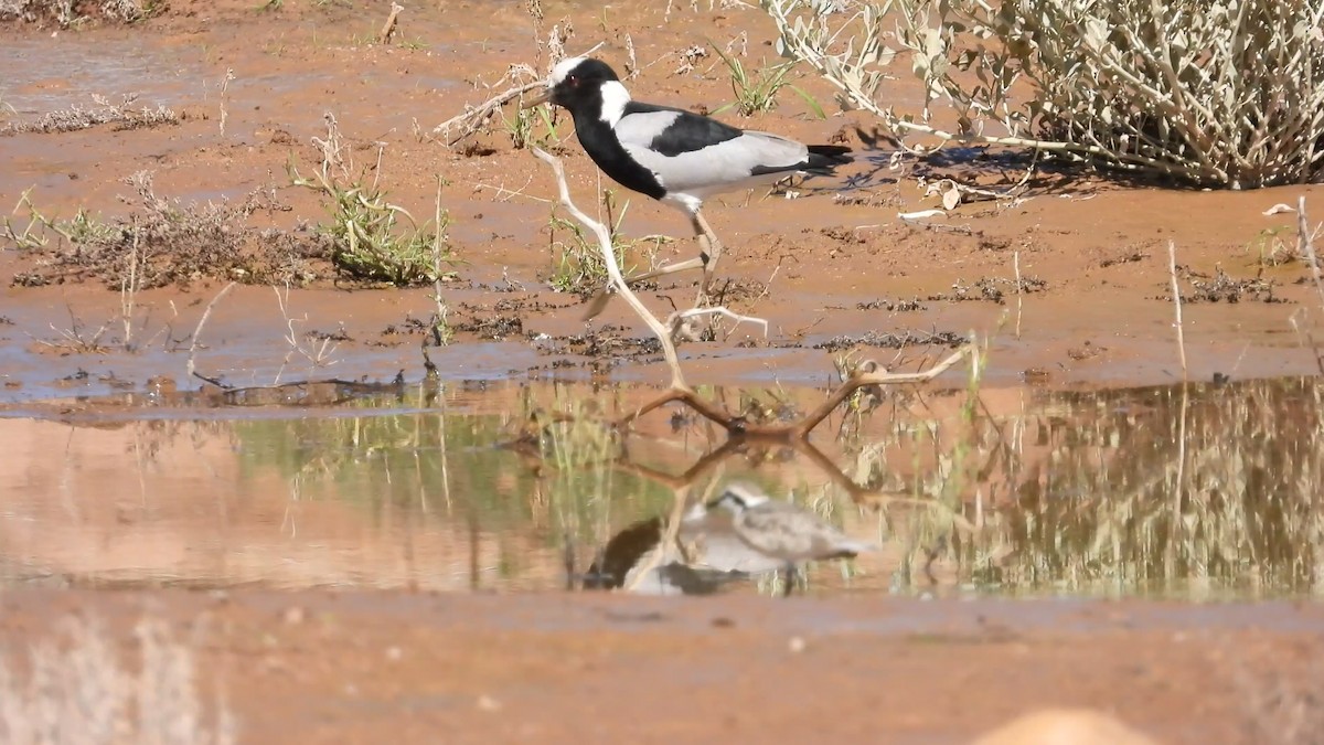 Blacksmith Lapwing - ML623836608