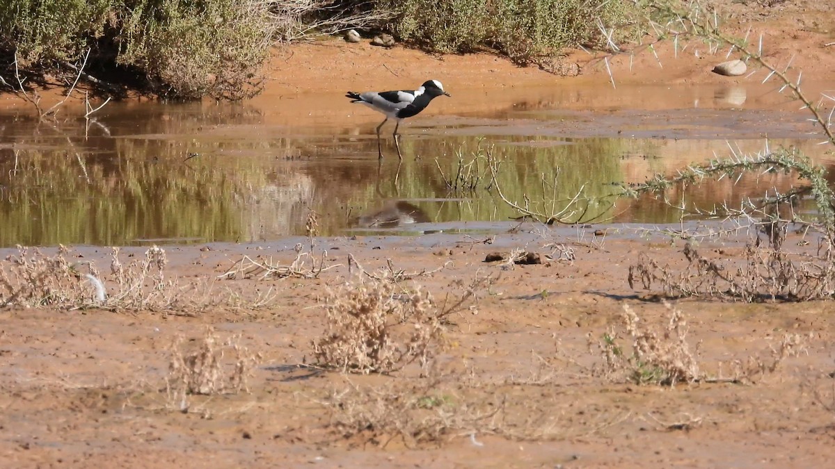 Blacksmith Lapwing - ML623836609