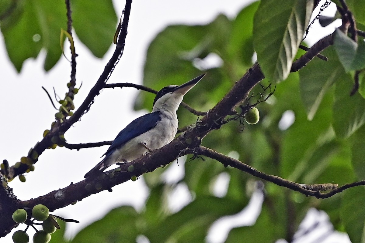 Collared Kingfisher (Collared) - ML623836624