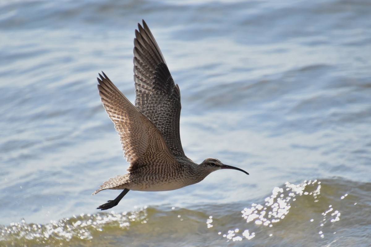 Hudsonian Whimbrel - Seth Winkleman