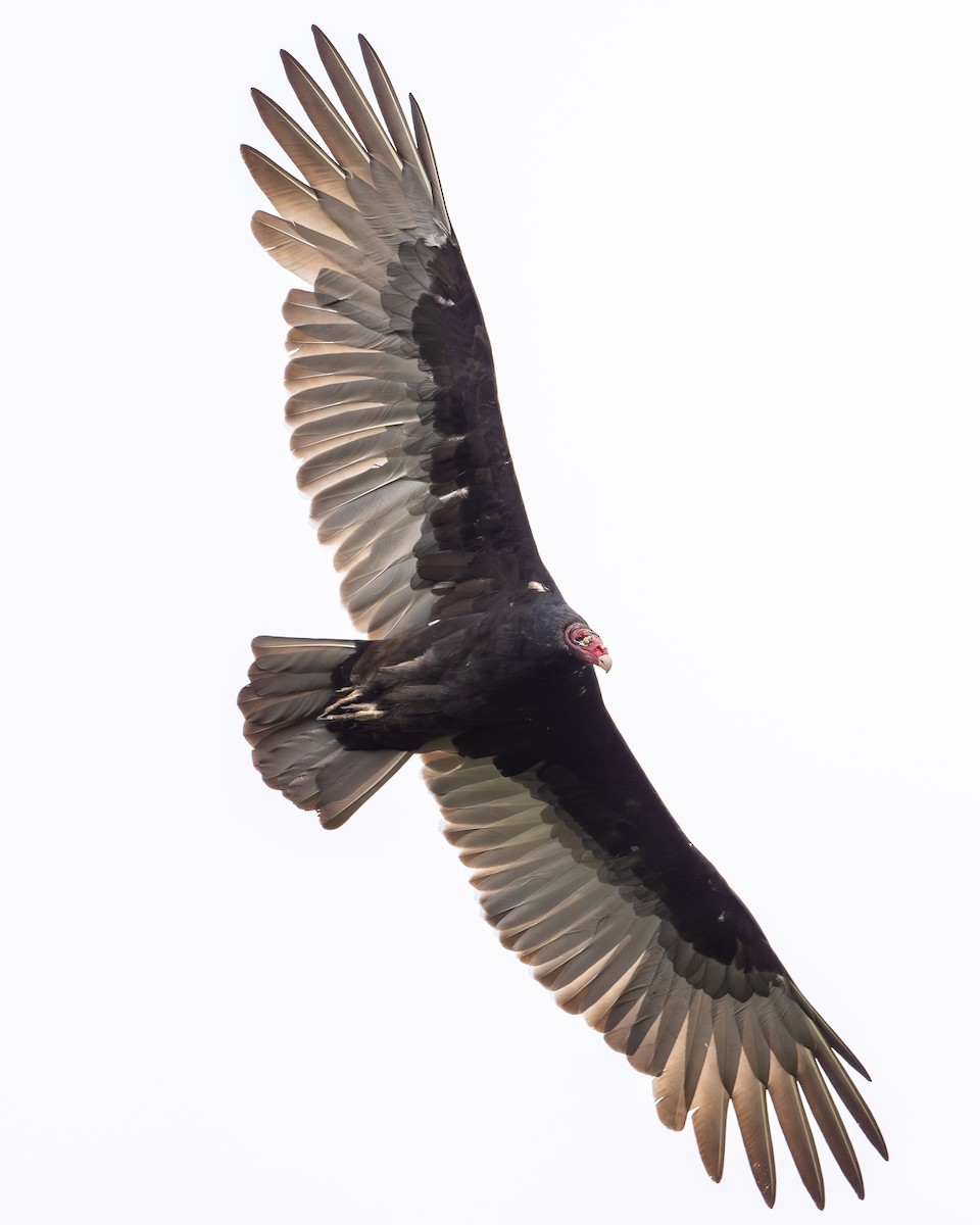 Turkey Vulture - ML623836682