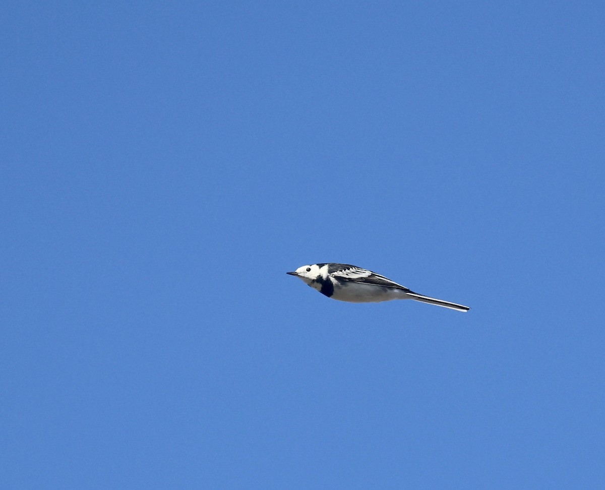 White Wagtail (British) - ML623836684