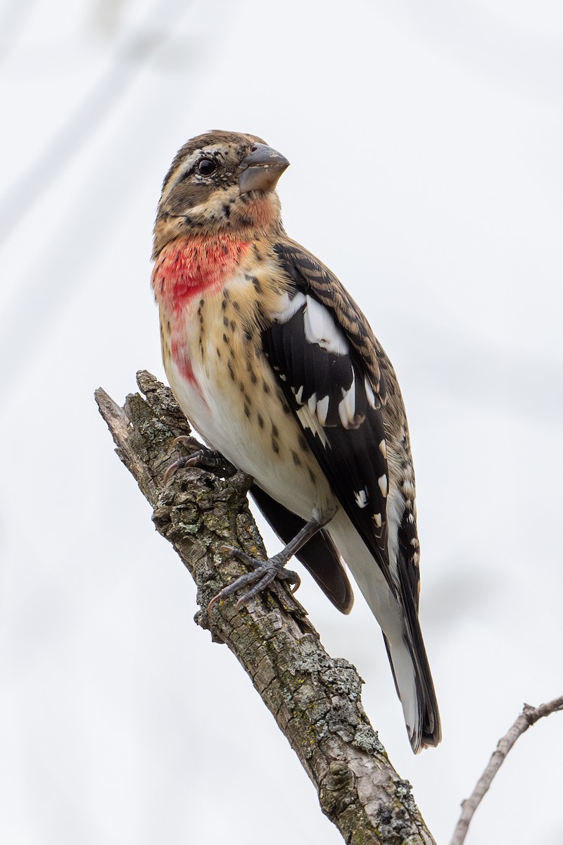 Rose-breasted Grosbeak - ML623836685