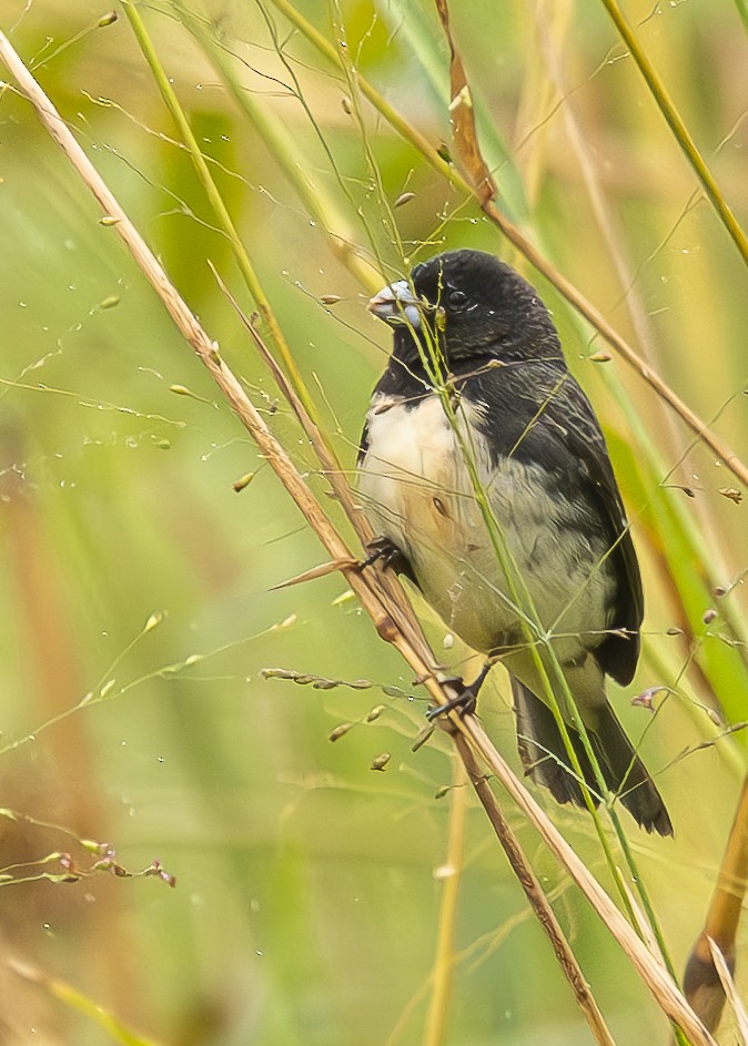 Yellow-bellied Seedeater - ML623836712