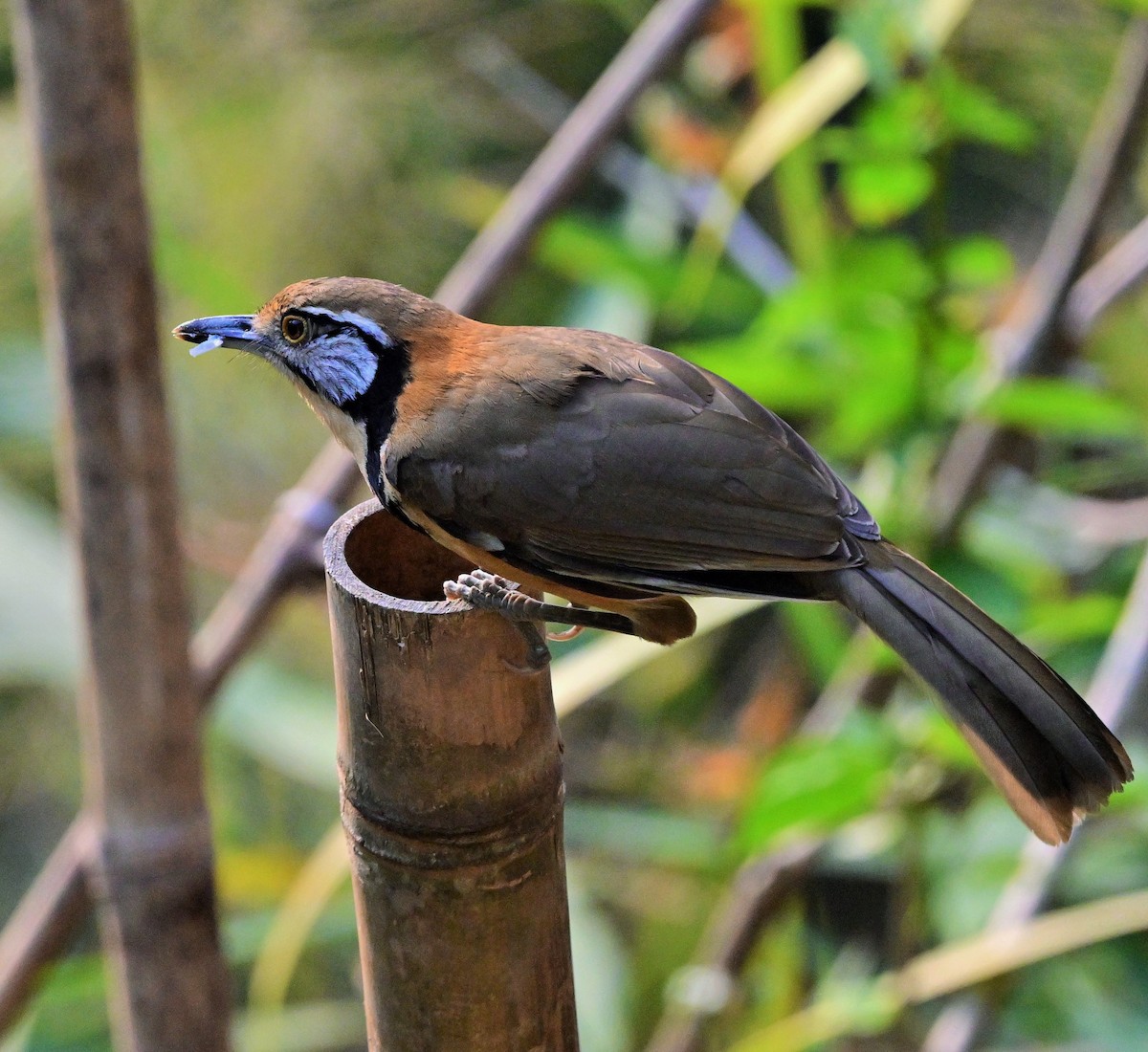 Greater Necklaced Laughingthrush - ML623836801