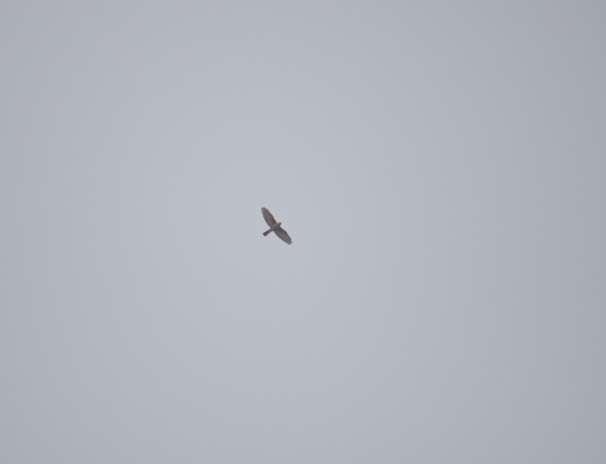 Rufous-thighed Kite - Rogerio Eduardo Almeida Barboza