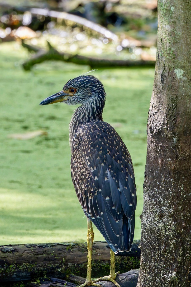 Yellow-crowned Night Heron - ML623836859