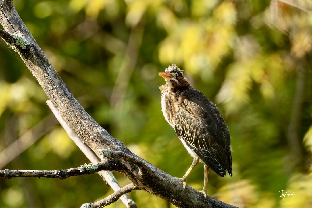 Green Heron - ML623836867