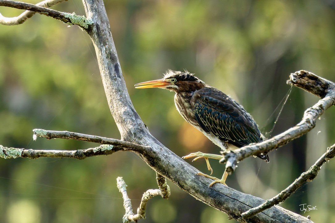 Green Heron - ML623836868