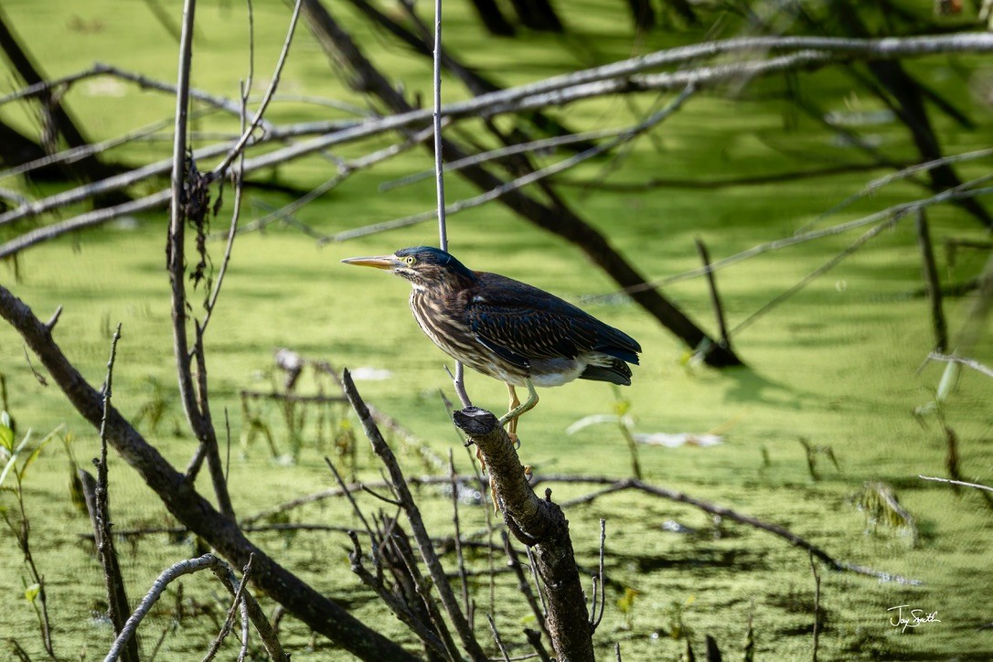 Green Heron - ML623836869