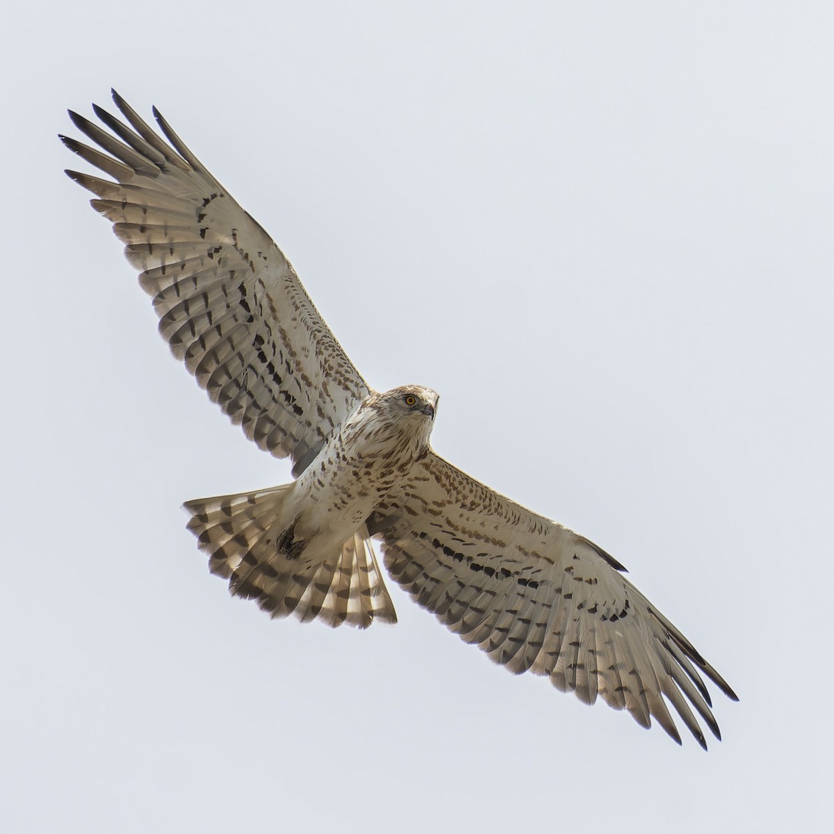 Short-toed Snake-Eagle - ML623836890