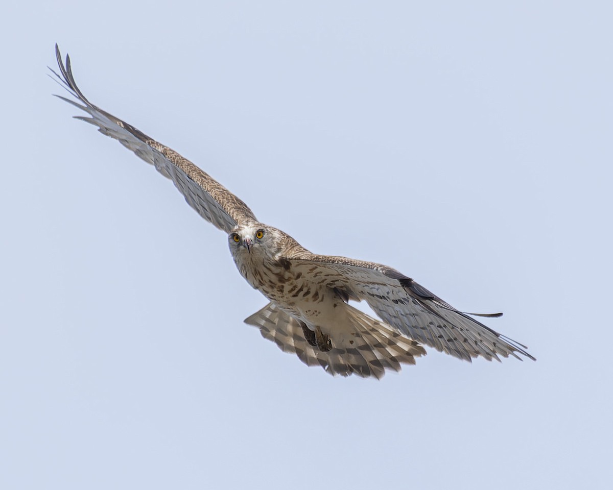 Short-toed Snake-Eagle - ML623836891