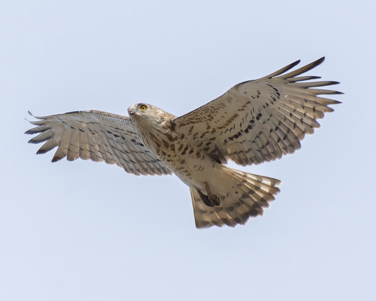 Short-toed Snake-Eagle - john Butters