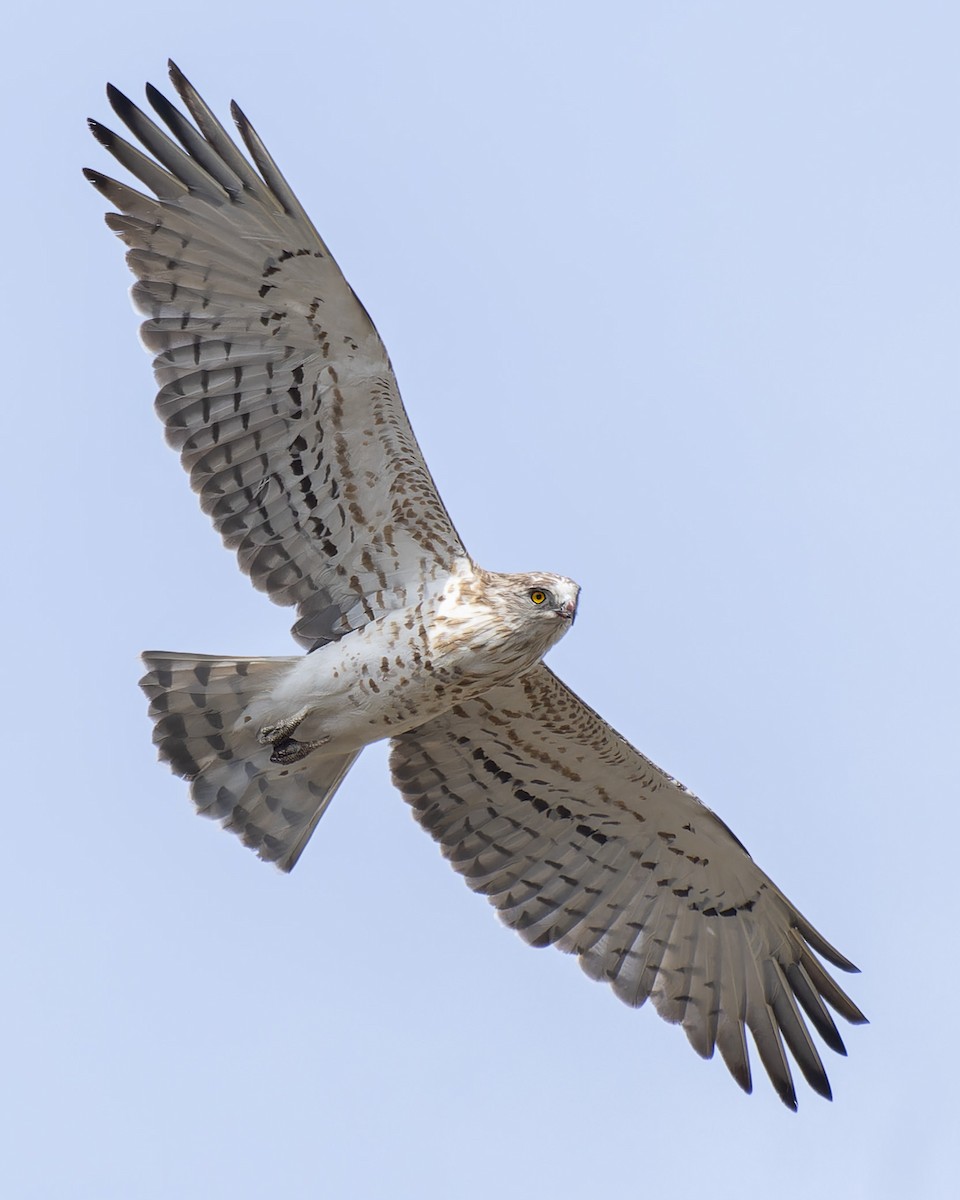 Short-toed Snake-Eagle - ML623836893