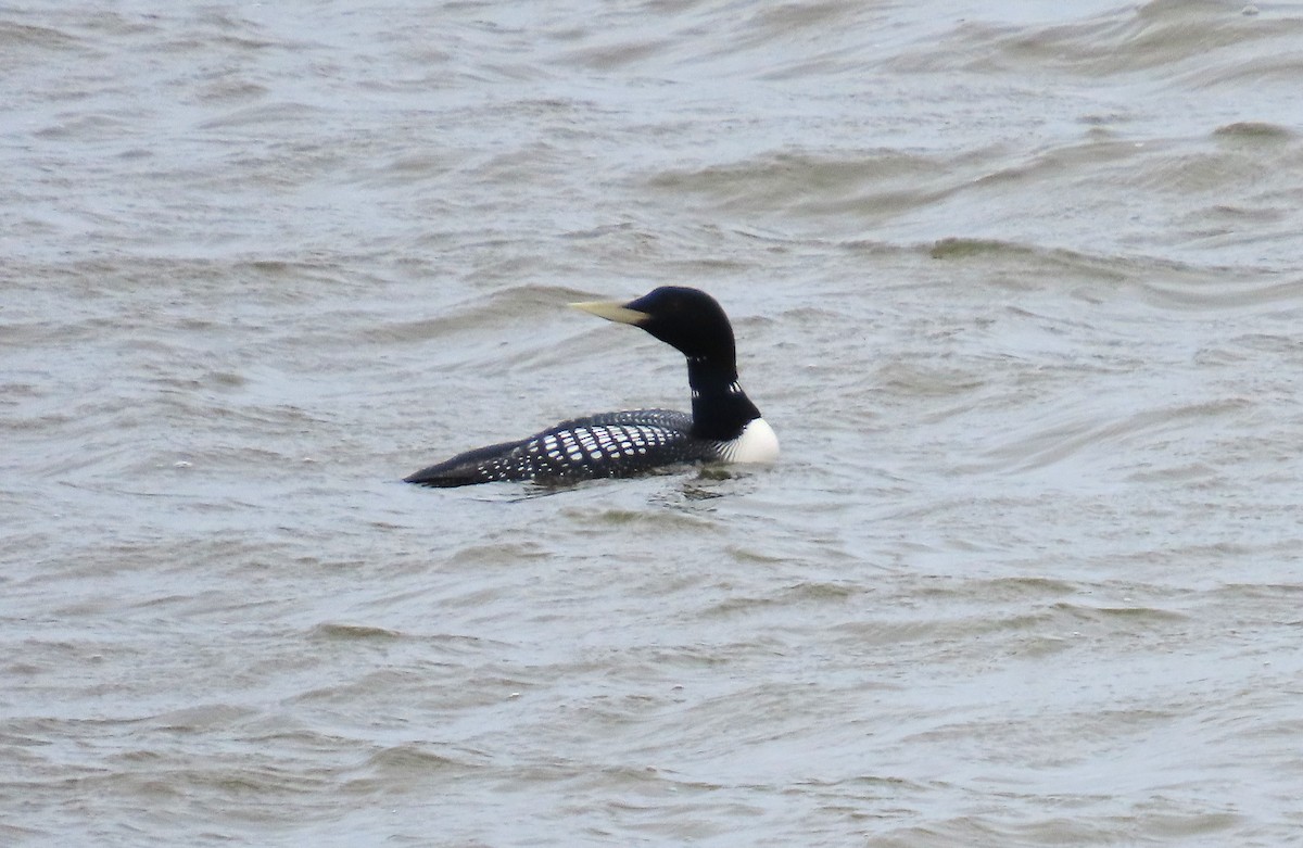 Yellow-billed Loon - ML623836920