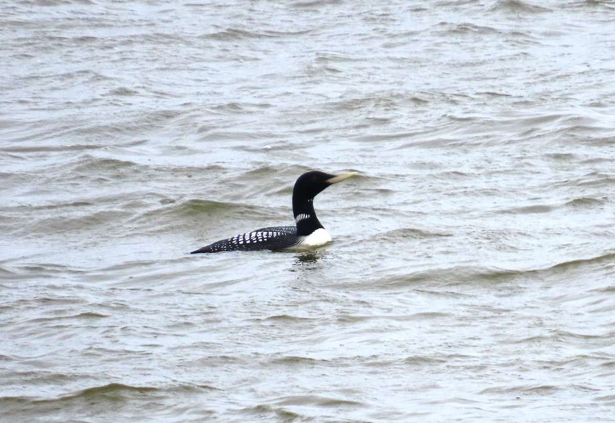 Yellow-billed Loon - ML623836922