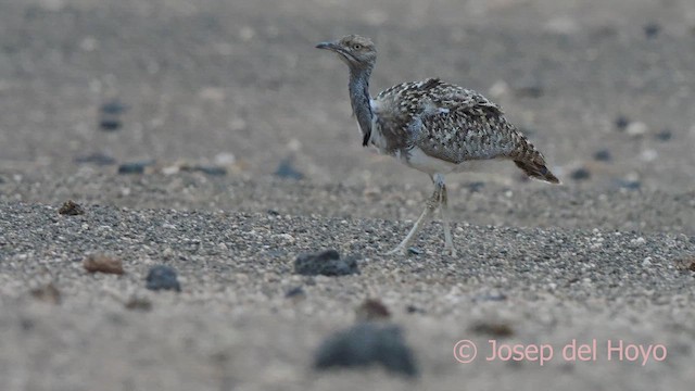 Houbara Bustard (Canary Is.) - ML623836964