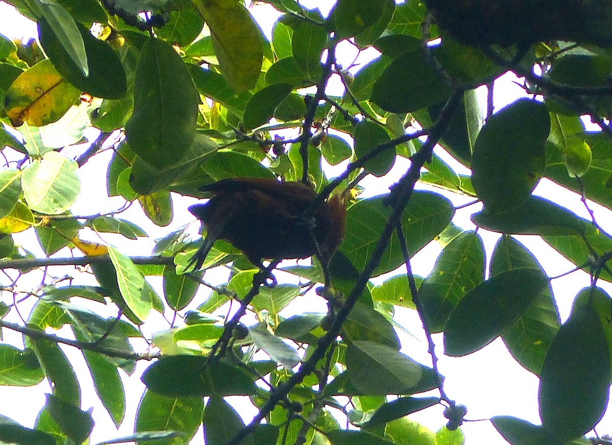 Chestnut-colored Woodpecker - ML62383701