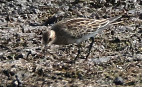 peep sp. - H. Resit Akçakaya