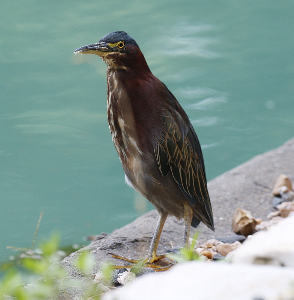 Green Heron - Laura Sare