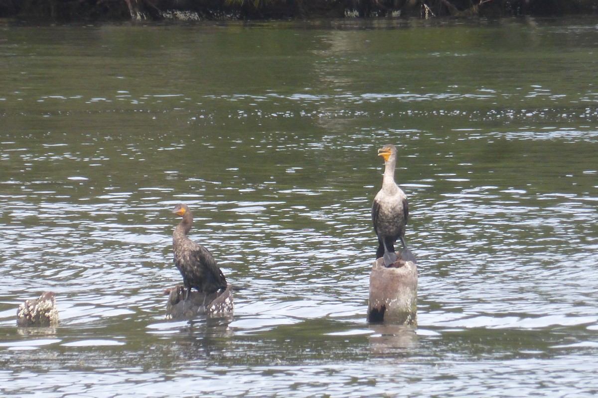 Double-crested Cormorant - ML623837055