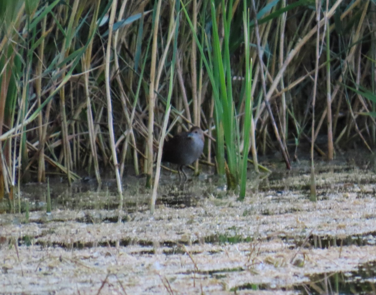 Baillon's Crake - ML623837086