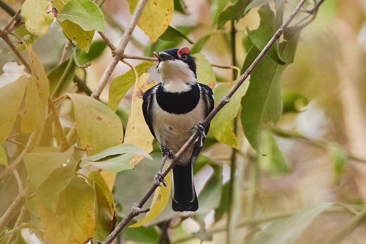 Brown-throated Wattle-eye - ML623837096