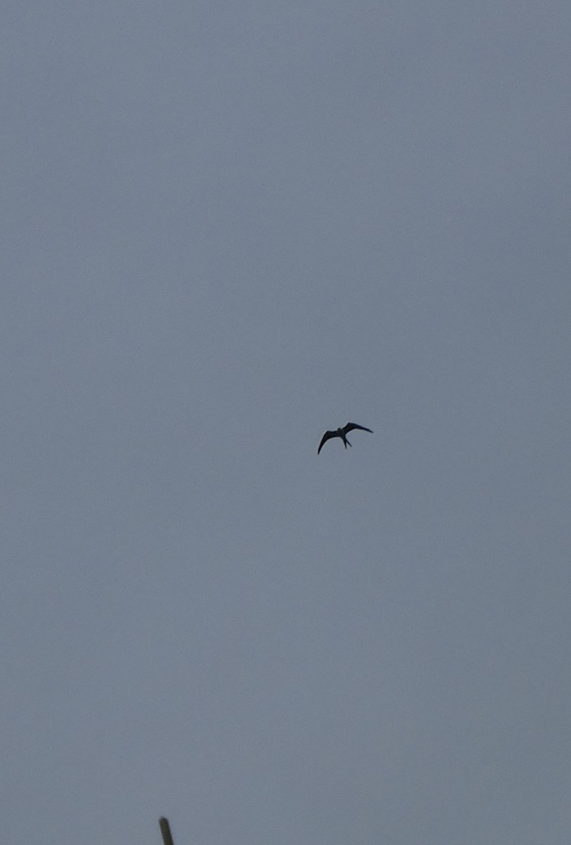 Swallow-tailed Kite - ML623837133