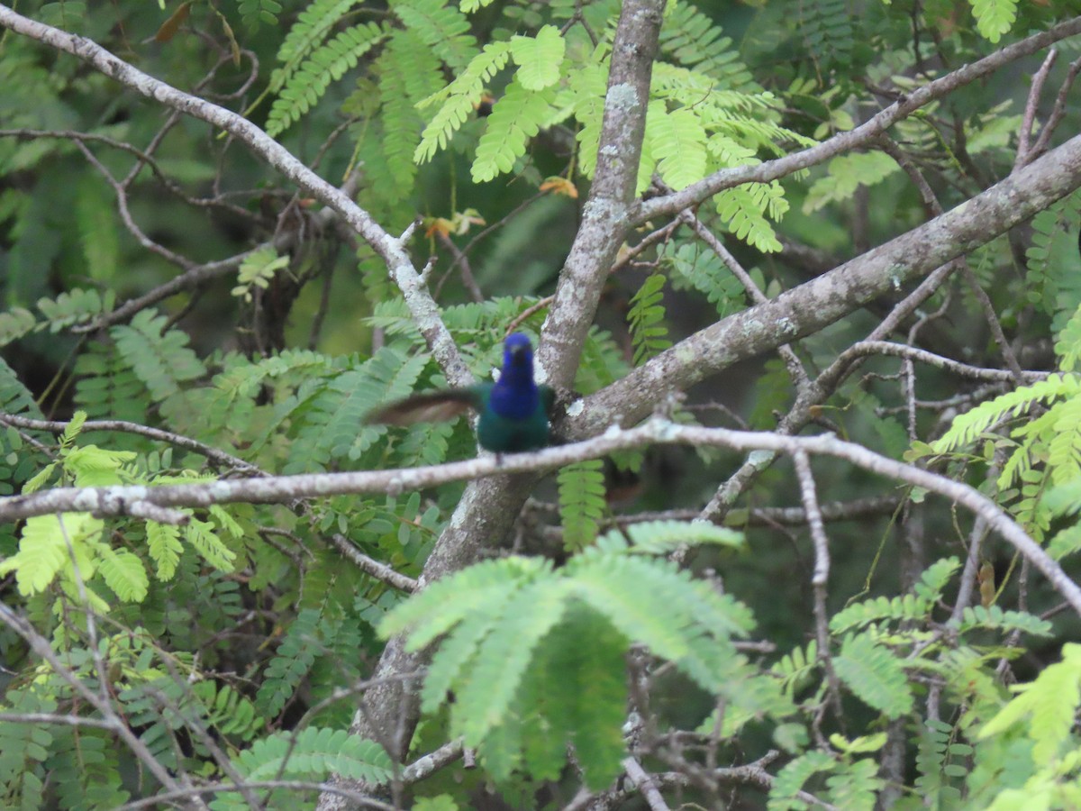 Swallow-tailed Hummingbird - ML623837143