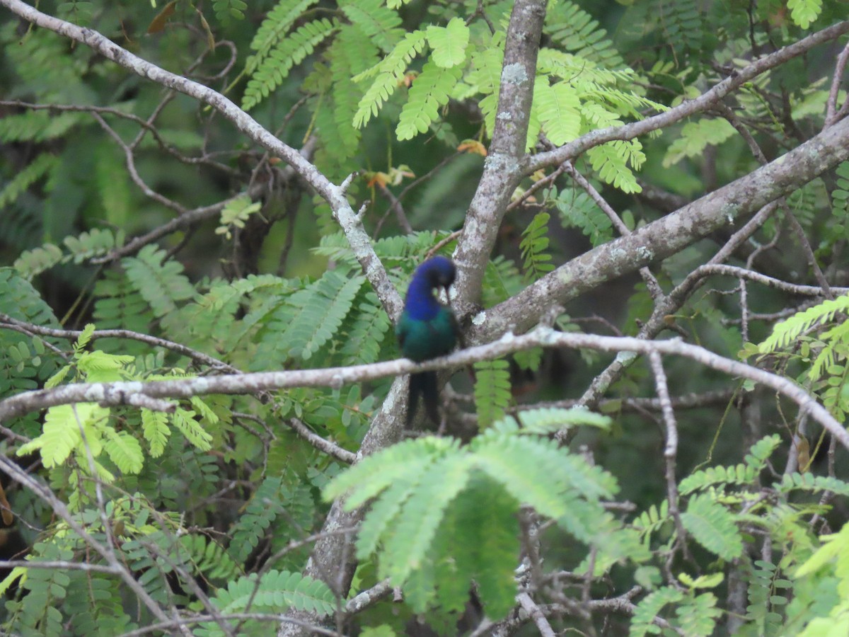 Swallow-tailed Hummingbird - ML623837149