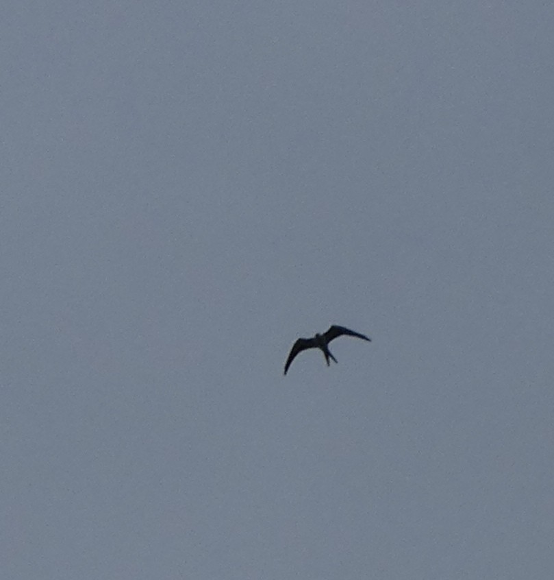 Swallow-tailed Kite - ML623837155