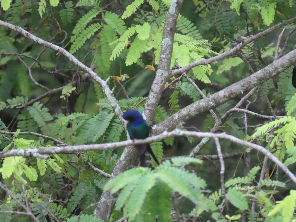 Swallow-tailed Hummingbird - ML623837159