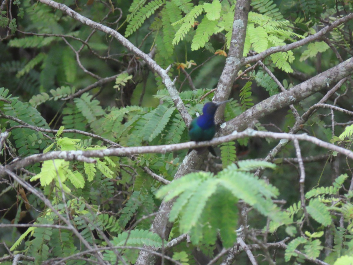 Swallow-tailed Hummingbird - ML623837164